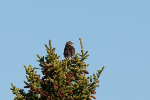 Yellow-headed Blackbird at Burntpoint